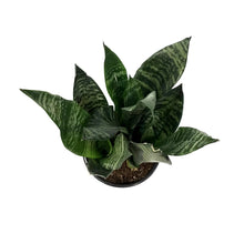 Load image into Gallery viewer, Sansevieria, 6in, Black Coral