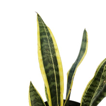Load image into Gallery viewer, Sansevieria, 10in, Laurentii