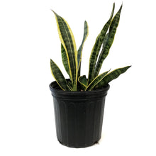 Load image into Gallery viewer, Sansevieria, 10in, Laurentii