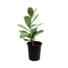 Load image into Gallery viewer, Succulent, 3.5in, Kalanchoe Marnieriana