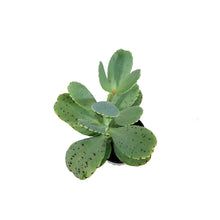 Load image into Gallery viewer, Succulent, 3.5in, Kalanchoe Marnieriana