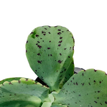 Load image into Gallery viewer, Succulent, 3.5in, Kalanchoe Marnieriana