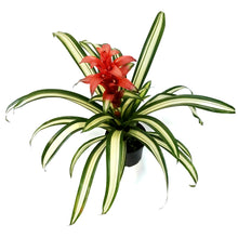Load image into Gallery viewer, Bromeliad, 6in, Guzmania