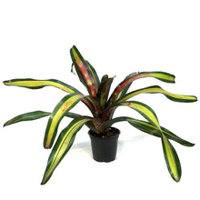Load image into Gallery viewer, Bromeliad, 4in, Sour Apple