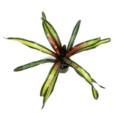 Load image into Gallery viewer, Bromeliad, 4in, Sour Apple