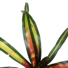 Load image into Gallery viewer, Bromeliad, 4in, Sour Apple