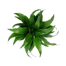 Load image into Gallery viewer, Dracaena, 4in, Janet Craig Compacta