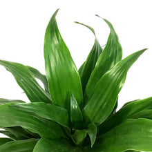 Load image into Gallery viewer, Dracaena, 4in, Janet Craig Compacta
