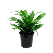 Load image into Gallery viewer, Dracaena, 4in, Janet Craig Compacta