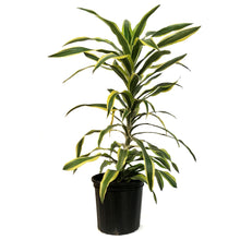 Load image into Gallery viewer, Dracaena, 10in, Lemon Lime