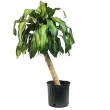 Load image into Gallery viewer, Dracaena, 10in, Mass Cane 3/2/1