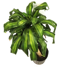 Load image into Gallery viewer, Dracaena, 10in, Mass Cane 3/2/1