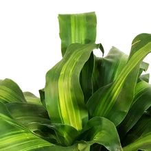 Load image into Gallery viewer, Dracaena, 10in, Mass Cane 3/2/1