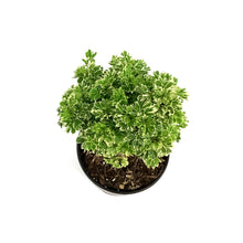Load image into Gallery viewer, Bonsai, 6in, Aralia Snowflake