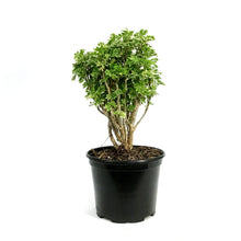Load image into Gallery viewer, Bonsai, 6in, Aralia Snowflake