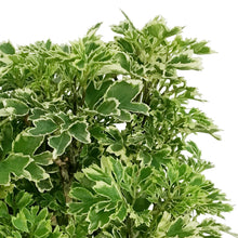 Load image into Gallery viewer, Bonsai, 6in, Aralia Snowflake