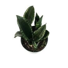 Load image into Gallery viewer, Sansevieria, 6in, Silver Flame