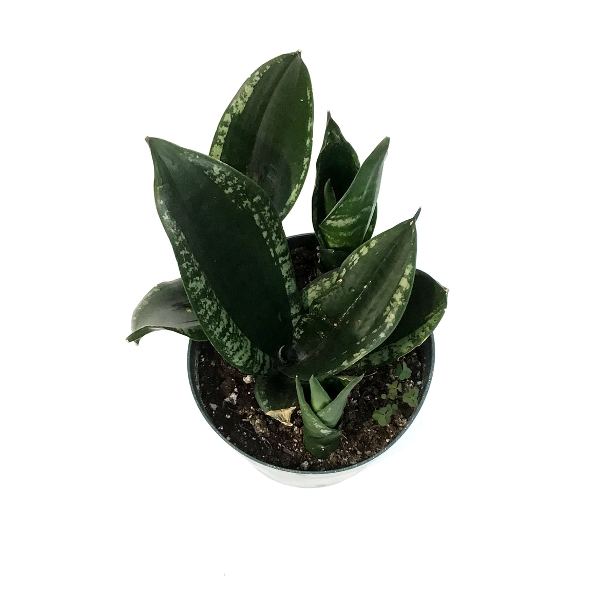 Sansevieria, 6in, Silver Flame