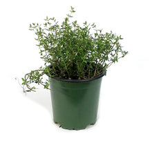 Load image into Gallery viewer, Herb, 4in, Thyme, Faustinoi