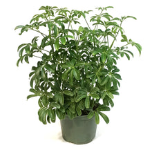 Load image into Gallery viewer, Schefflera, 6in, Arboricola Green Mini