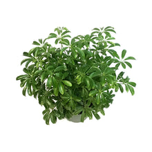 Load image into Gallery viewer, Schefflera, 6in, Arboricola Green Mini