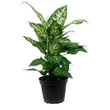 Load image into Gallery viewer, Dieffenbachia, 6in, Perfection Compacta