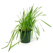 Load image into Gallery viewer, Herb, 4in, Cat Grass
