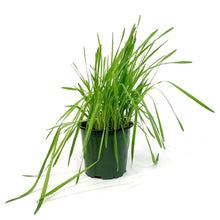Load image into Gallery viewer, Herb, 4in, Cat Grass