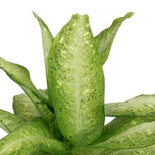 Load image into Gallery viewer, Dieffenbachia, 10in, Camouflage