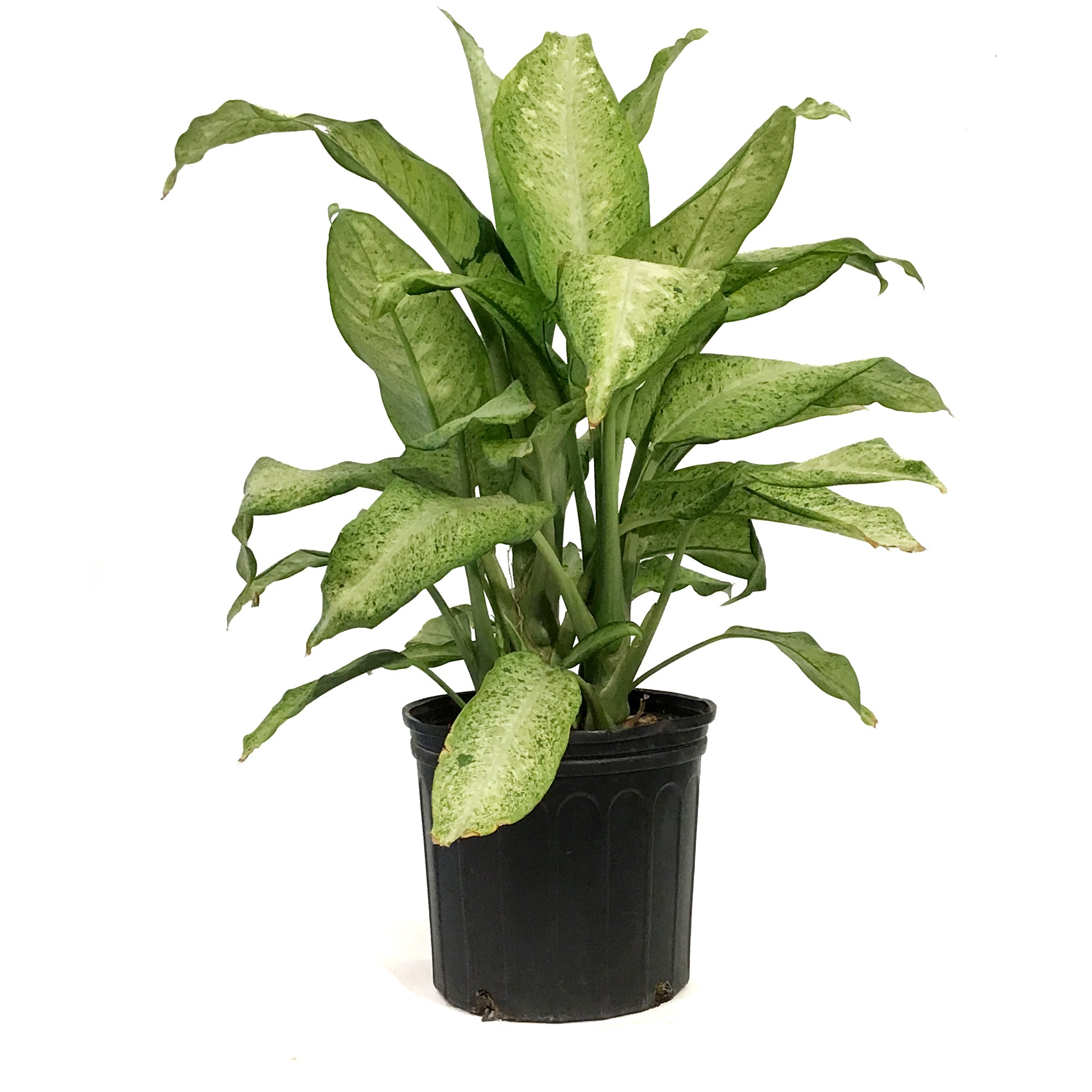 dieffenbachia camouflage for sale Dieffenbachia, 10in, Camouflage