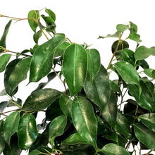 Load image into Gallery viewer, Ficus, 6in, Benjamina