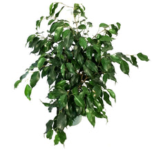 Load image into Gallery viewer, Ficus, 6in, Benjamina