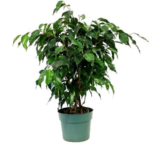 Load image into Gallery viewer, Ficus, 6in, Benjamina
