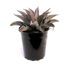 Load image into Gallery viewer, Mangave, 6in, Purple People Eater