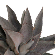 Load image into Gallery viewer, Mangave, 6in, Purple People Eater