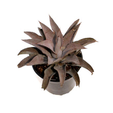 Load image into Gallery viewer, Mangave, 6in, Purple People Eater