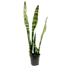 Load image into Gallery viewer, Sansevieria, 4in, Black Coral