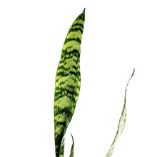 Load image into Gallery viewer, Sansevieria, 4in, Black Coral