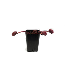 Load image into Gallery viewer, Venus Flytrap, 2.5in, Red Dragon