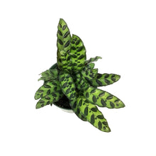 Load image into Gallery viewer, Calathea, 6in, Lancifolia
