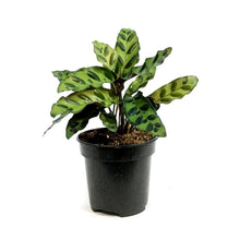 Load image into Gallery viewer, Calathea, 4in, Lancifolia