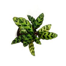 Load image into Gallery viewer, Calathea, 4in, Lancifolia