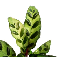 Load image into Gallery viewer, Calathea, 4in, Lancifolia