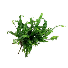 Load image into Gallery viewer, Fern, 4in, Blue Hare Footed