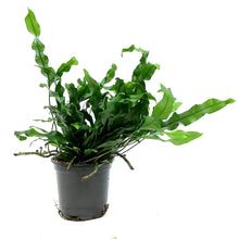 Load image into Gallery viewer, Fern, 4in, Blue Hare Footed