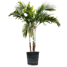 Load image into Gallery viewer, Palm, 17in, Adonidia Multi
