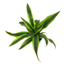 Load image into Gallery viewer, Dracaena, 4in, Lemon Lime