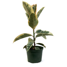 Load image into Gallery viewer, Ficus, 6in, Tineke