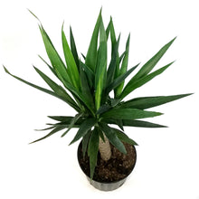 Load image into Gallery viewer, Yucca, 10in, Cane