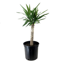 Load image into Gallery viewer, Yucca, 10in, Cane